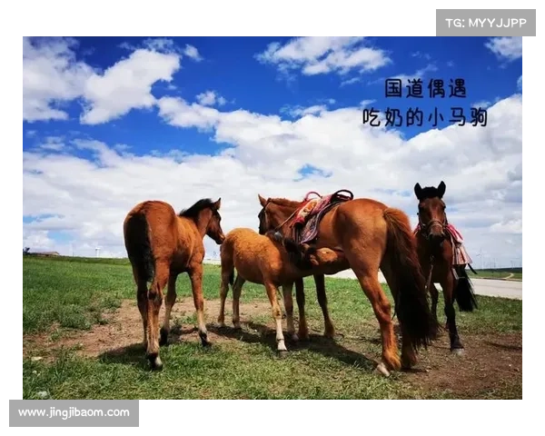 莫力达瓦国际邀请赛售票启动 草原游套餐预售突破万份 莫力达瓦国际邀请赛售票启动 草原游套餐预售突破万份